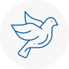 Bird Prevention Brechin