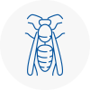 Brechin Wasp Nest Removal